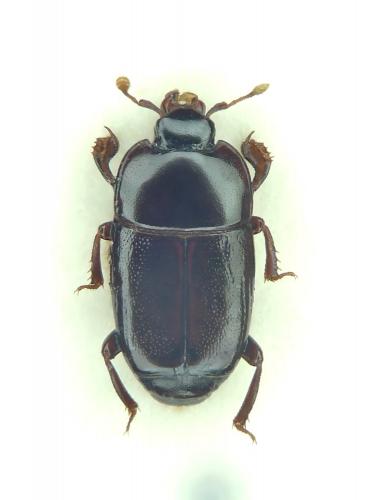 Platylomalus complanatus